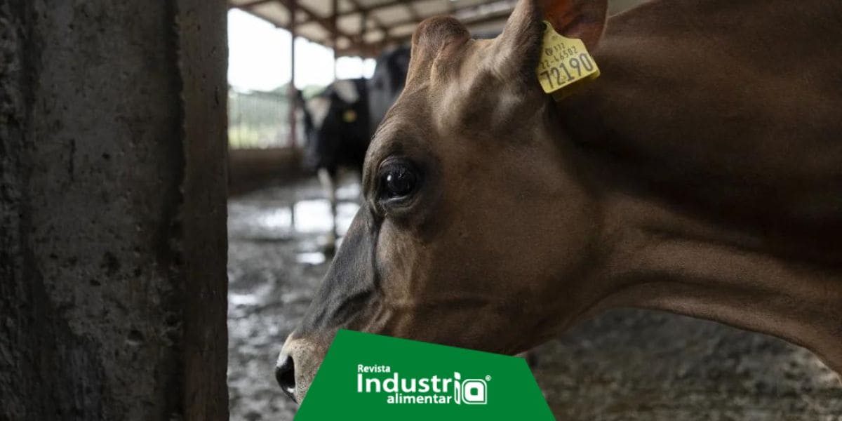 Imagen del artículo China y Brasil colaboran para mejorar la producción sostenible de carne vacuna